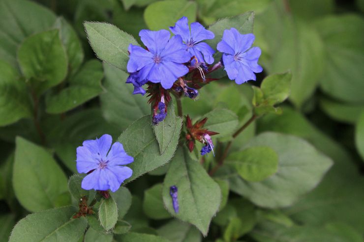 Ceratostigma bly (plumbago)