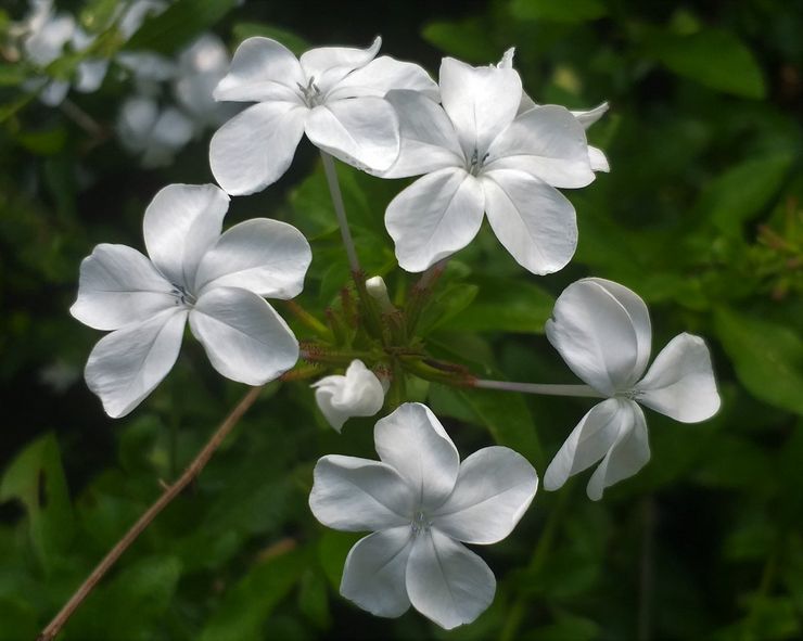 Ceratostigma auricular