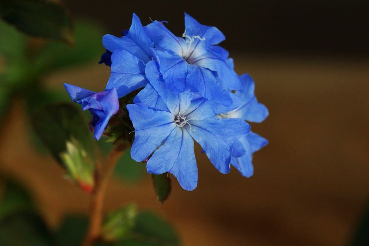 Ceratostigma Griffith