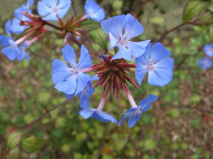 Ceratostigma kecil (tolak)