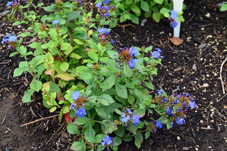 Regler för odling av ceratostigma