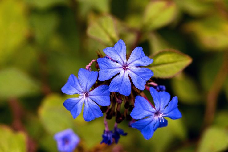 Ceratostigma Wilmott (Cina)