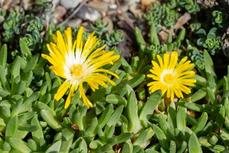 Delosperma Memusing