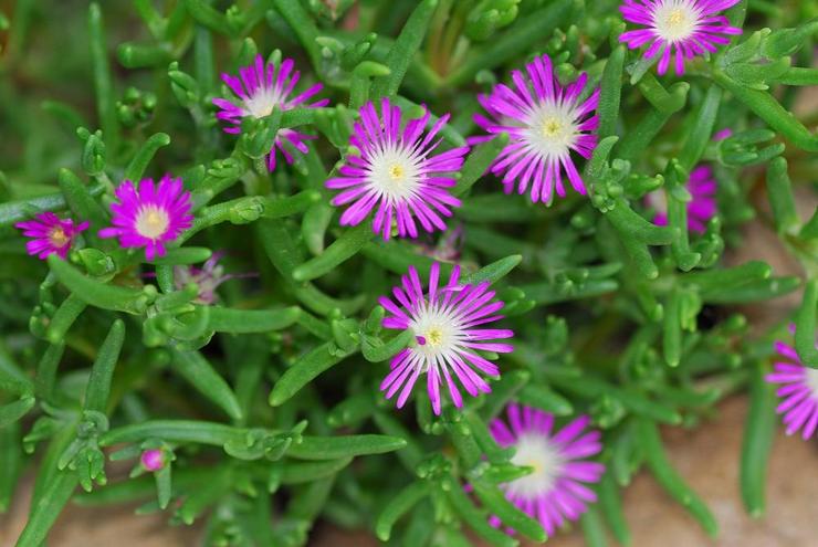 Delosperma banyak