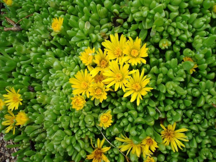 Delosperma Molnigt