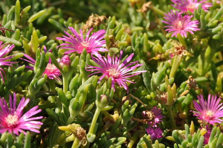 Delosperma