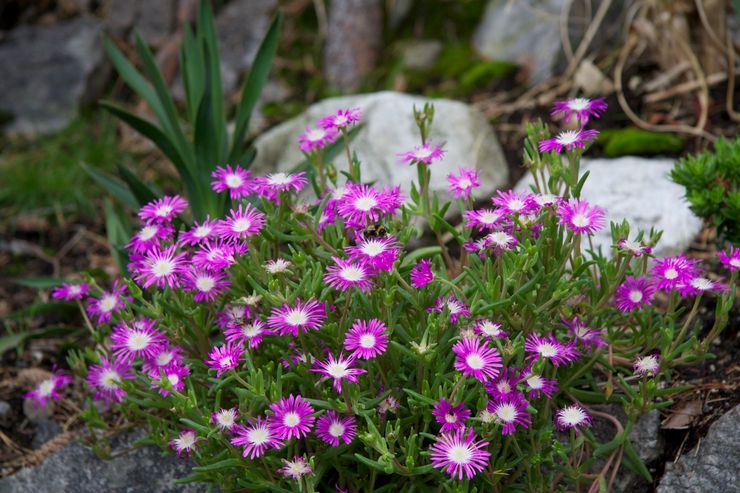 Plantera delosperm i öppen mark