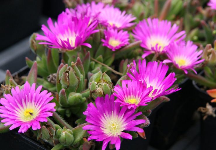 Delosperma Sutherland