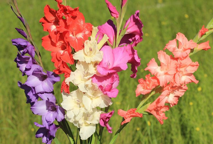 Gladioli