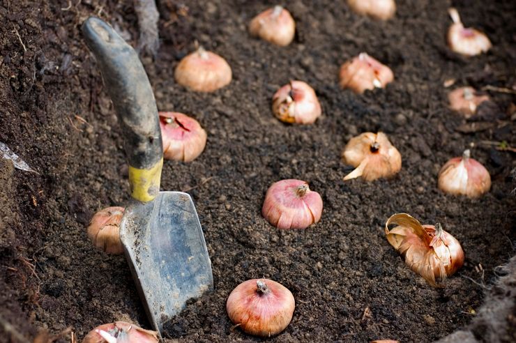 Cara menanam mentol gladiol dengan betul