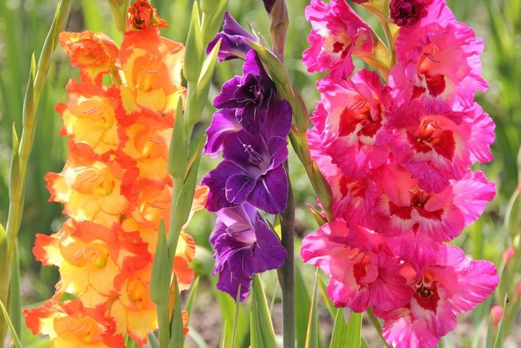 Korta regler för odling av gladioler