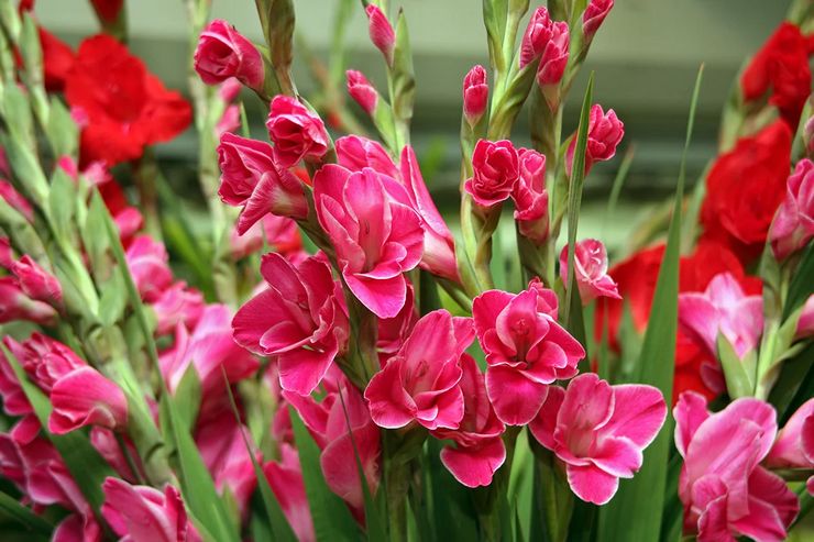 Penjagaan gladioli luar