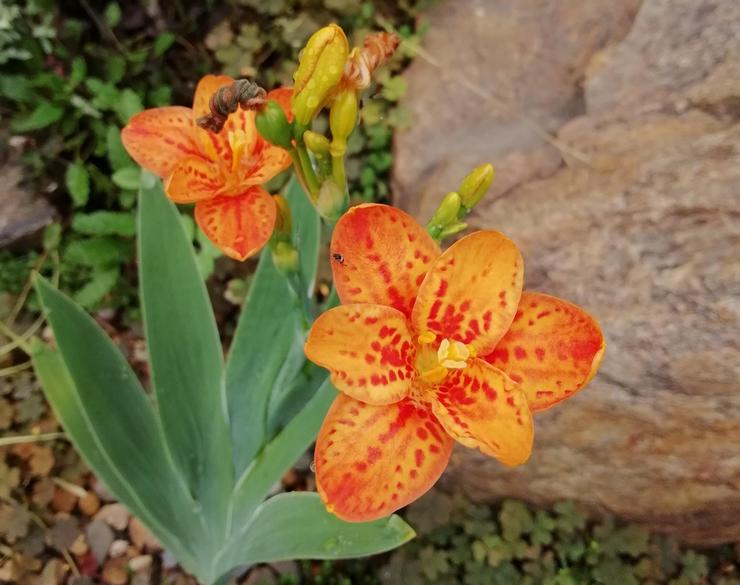 Plantering av belamcanda i det öppna fältet