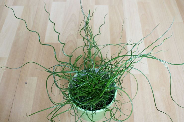 Juncus (Sitnik)