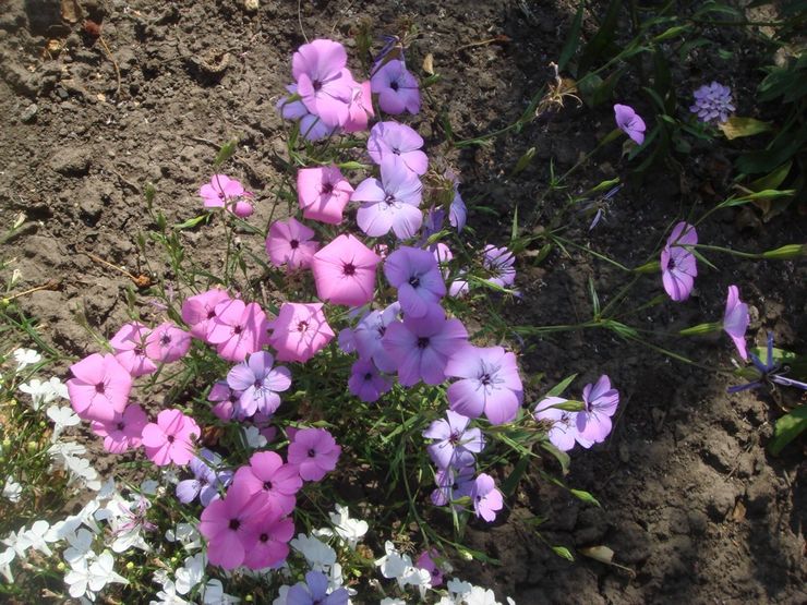 Plantering av viskaria i öppen mark