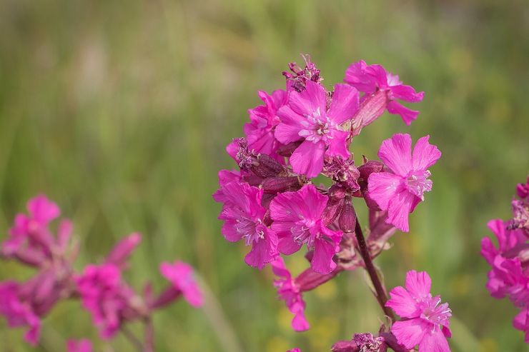 Viscaria Vulgaris