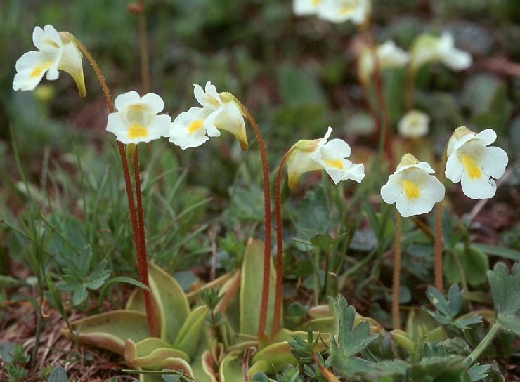 Alpine Zhiryanka