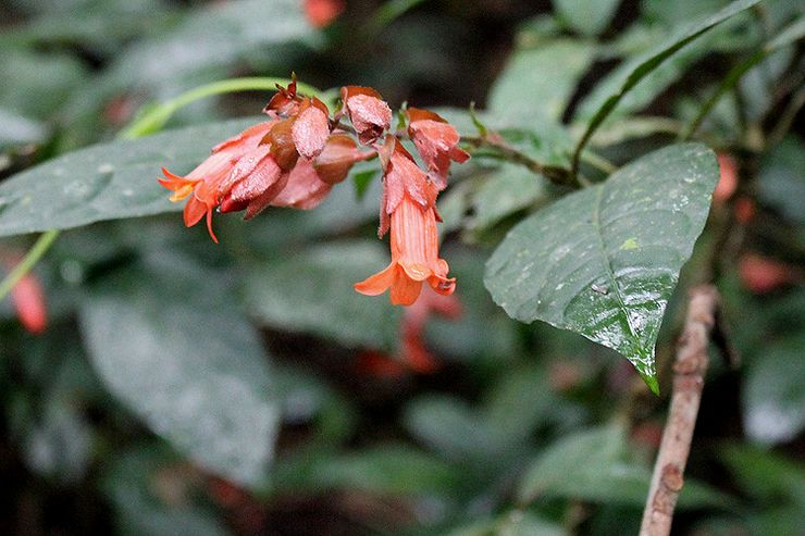 Bata putihfeldia berwarna merah