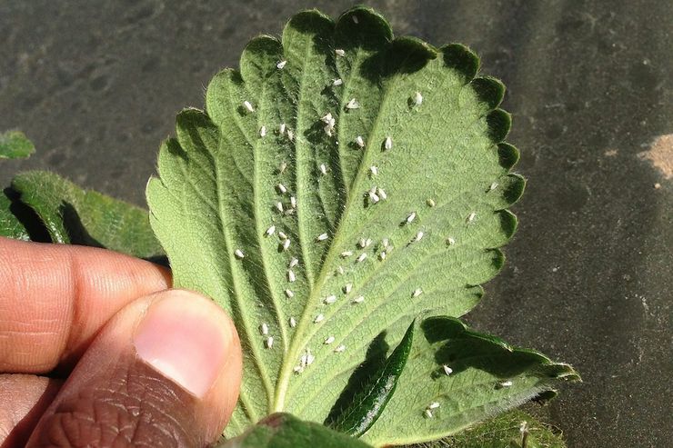 Whitefly pada strawberi