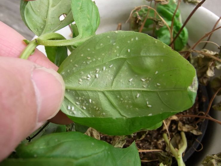 Whitefly pada tanaman dalaman