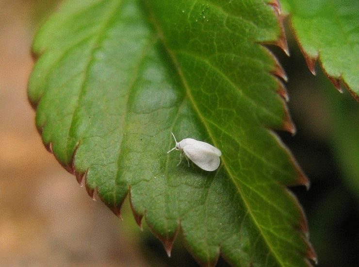 Whitefly pada raspberi