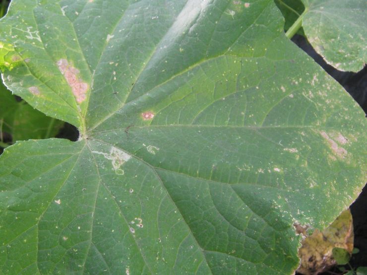 Whitefly pada timun