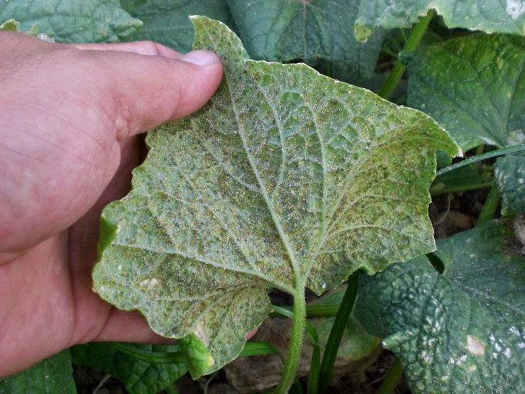 Whitefly pada timun di rumah hijau