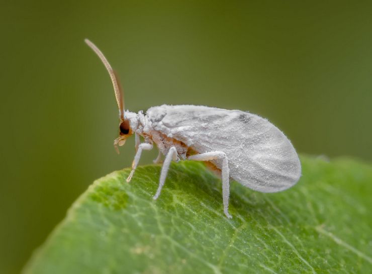 Whitefly beskrivning