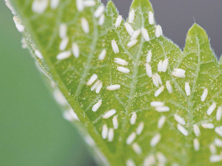 Whitefly