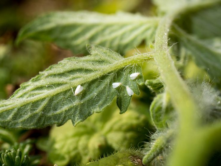 Whitefly pada tomato