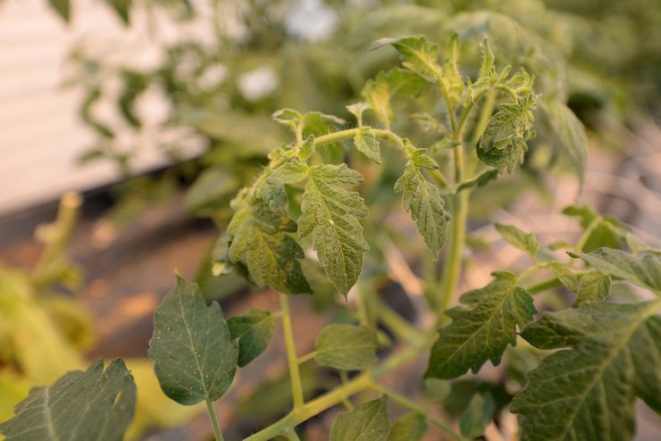 Whitefly pada tomato di rumah hijau