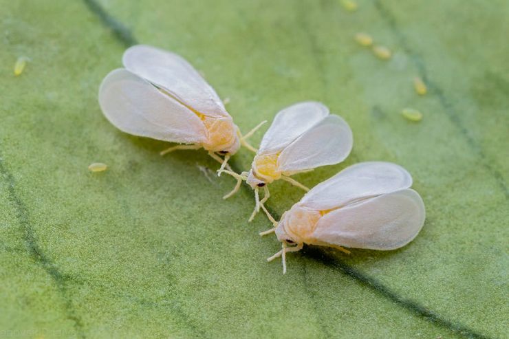 Spesies Whitefly