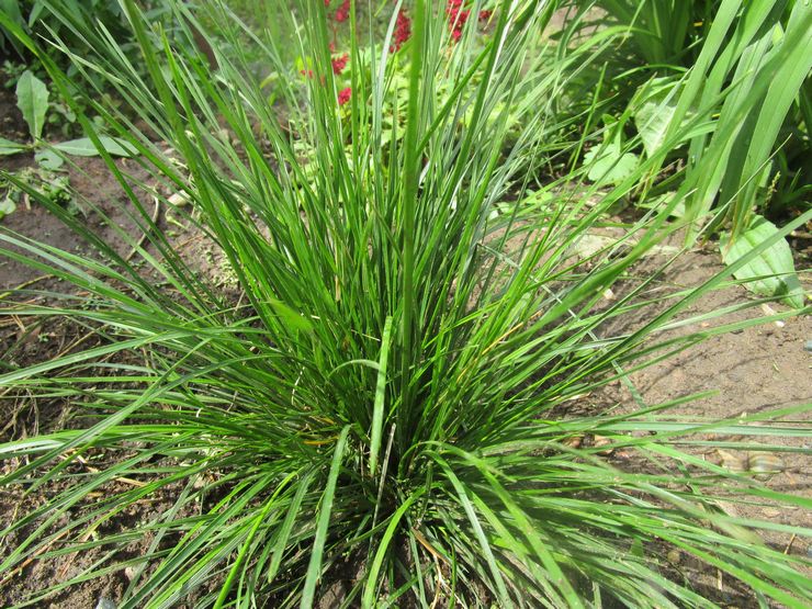 Menanam rumput buluh di ladang terbuka