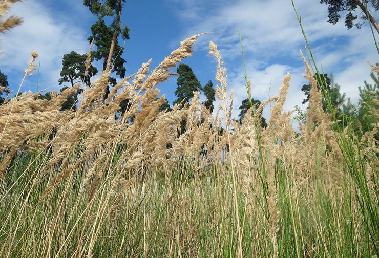 Sifat berguna rumput reed