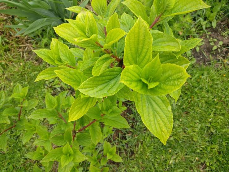 Hortensia kloros