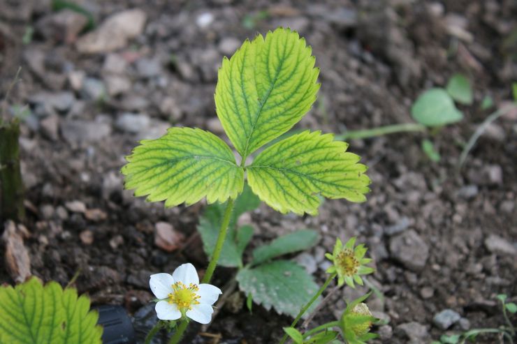 Klorosis strawberi