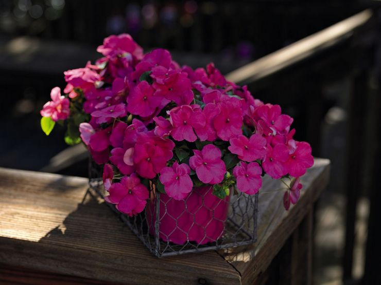 Waller's balsam (Impatiens walleriana)