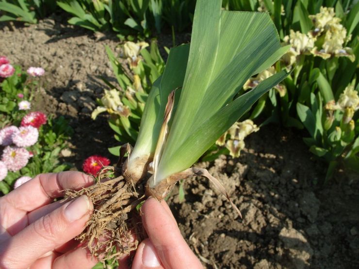 Plantera iris i öppen mark