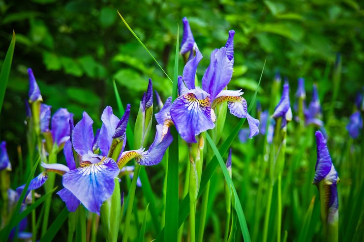 Tumbuhan Iris