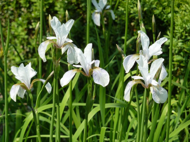 Sibirisk iris