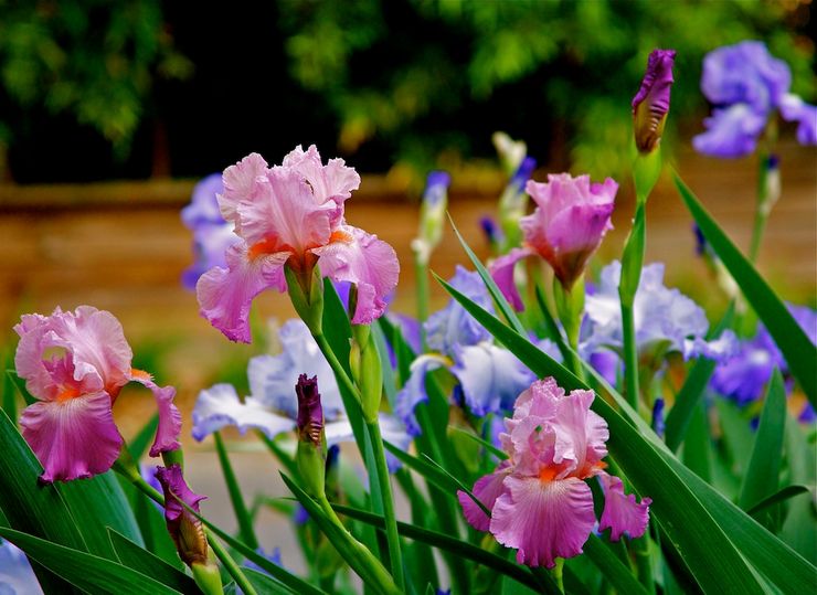 Merawat iris di kebun