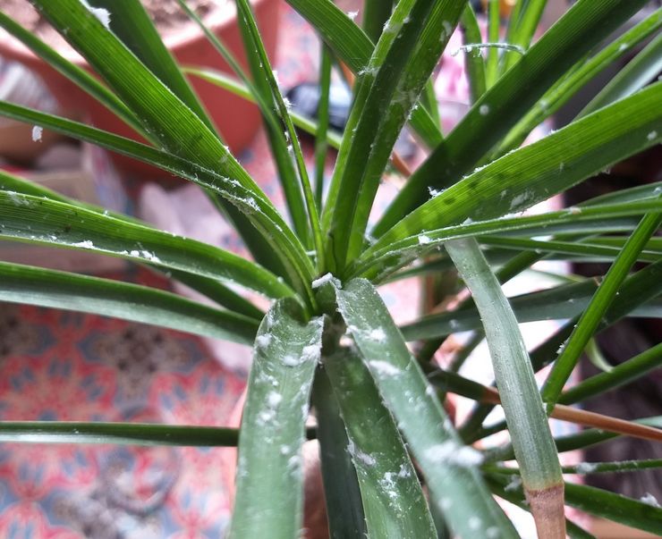 Mealybug di Dracaena