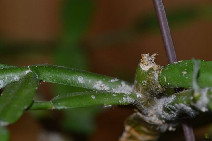 Mealybug på kaktusar