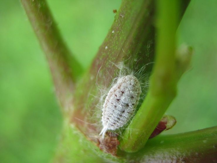 Mealybug beskrivning