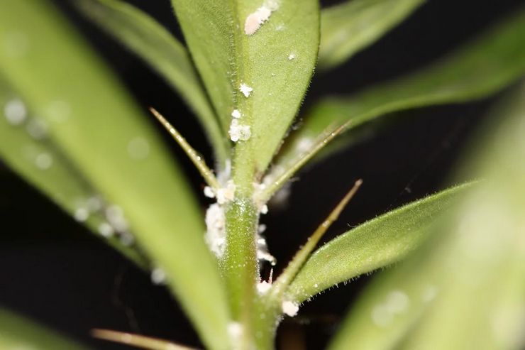 Mealybug på orkidéer