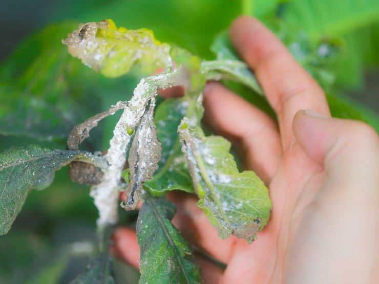 Mealybug pada tanaman kebun