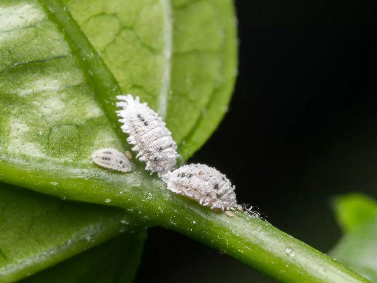 Penyakit Mealybug