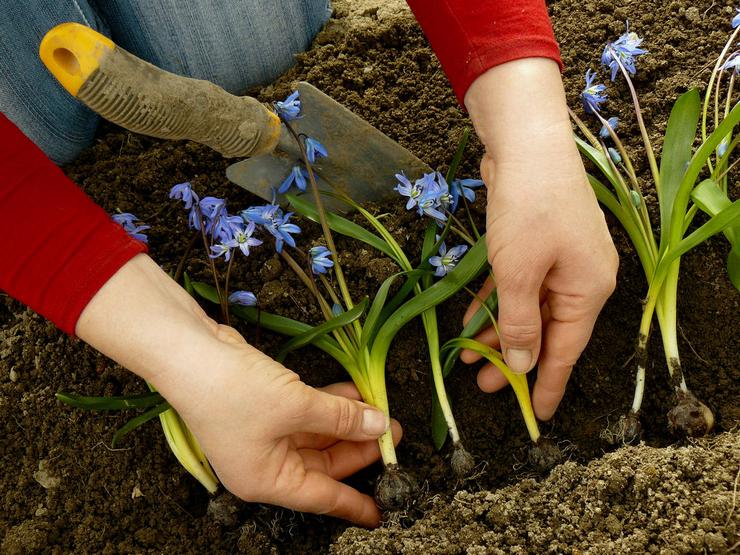 Plantering av skogsmark i öppen mark