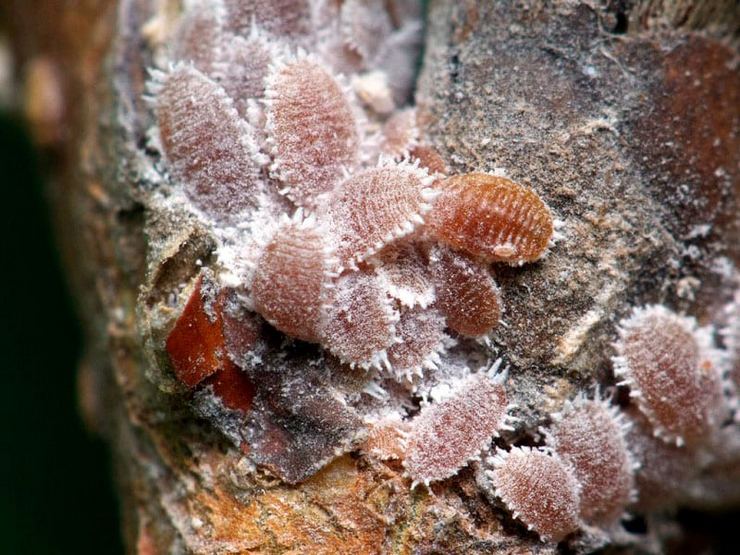 Mealybug tepi laut