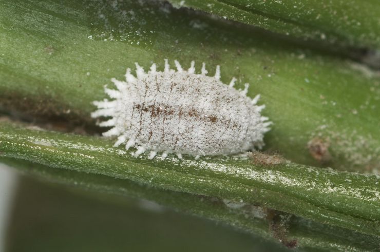 Kacang anggur